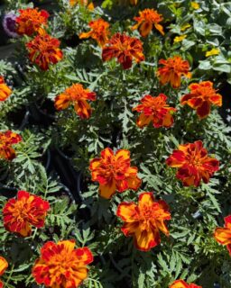 🌸 Máme pro vás hotovou záplavu květin!

Právě teď začíná sezóna letniček a je ideální čas vybrat si ty nejkrásnější kousky. 🌼

📣 Nově u nás najdete:
Afrikány, petúnie, million bells, begonie, bacopy a spoustu dalších nádherných květin.

🍓 Jahody a drobné ovoce
Nechybí oblíbené jahodníky – i závěsné varianty, drobné ovoce a nově jsme pro vás doplnili čerstvé bylinky.

🥒 Sadba zeleniny
Rozšiřujeme nabídku o sadbu zeleniny – vše pro vaši letošní úrodu.

🥬 Z pole rovnou k vám
Každý den pro vás sklízíme čerstvý chřest 🌱
V nabídce máme také výborné české brambory, čerstvou sezónní zeleninu, ovoce a poctivé farmářské speciality.

Těšíme se na vás! 🌸

📍 Farmářská prodejna Doksany
🕒 Otevřeno denně: 7:00–19:00
📞 +420 774 355 047