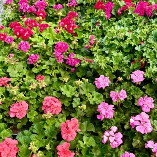 📣 Novinky z vaší oblíbené farmářské prodejny v Doksanech!
Jaro u nás naplno ožilo a prodejna se proměnila v opravdový květinový ráj. 🌸

🌺 Najdete u nás krásné muškáty a pestrý výběr letniček, které rozzáří každou zahradu i balkon.
🌱 Nechybí trvalky, voňavé bylinky, sazenice jahod ani závěsné květináče s jahodami. Postupně také doplňujeme zeleninovou sadbu.

🍞 Na co dalšího se u nás můžete těšit?

🍎 Čerstvé ovoce a zelenina
🥬 Čerstvý chřest přímo z pole
🥓 Vynikající salámy a uzeniny
🥛 Farmářské mléčné výrobky
🍯 Sirupy, medy a další delikatesy
🍵 Voňavé čaje, müsli a křupavé oříšky
🐟 Rybí speciality a lahodné saláty
🥖 Každý den čerstvé pečivo a pomazánky
☕ Káva se zákuskem dle vašeho výběru za pouhých 49 Kč

…a mnoho dalších lahůdek!

Těšíme se na vaši návštěvu! 💚

📍 Doksany – farmářská prodejna
🕖 Otevřeno denně: 7:00–19:00
📞 +420 774 355 047