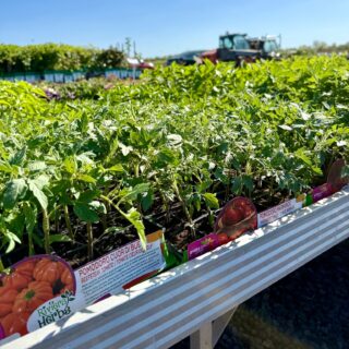 🌿🍅 🌶️ ROZŠÍŘILI JSME NABÍDKU SADBY! 🇮🇹🇨🇿

Nově u nás najdete prémiové italské odrůdy zeleniny – plné chuti, sladké a voňavé, jako z pravé dovolené v Itálii ☀️🍅

👉 A samozřejmě nechybí ani osvědčené české odrůdy rajčat, okurek a paprik, na které se můžete spolehnout 🌿

🍅 Rajčata všech typů 
🌶️ Papriky a chilli 
🥒 Okurky, lilky a další zelenina 
🌿 Bylinky, trvalky i květiny 🌸

🌱 Přijďte si vybrat to nejlepší pro svou zahradu!

✨Těšíme se na vás

📍 Farmářská prodejna Doksany
🕒 Otevřeno denně: 7:00–19:00
📞 +420 774 355 047
