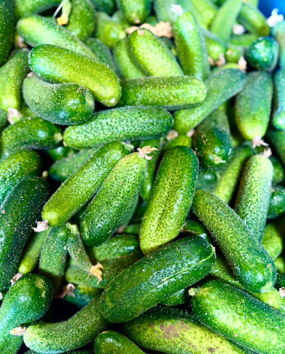 🥒 Nakládačky stále sklízíme! 🥒

Pokud ještě nemáte zavařeno, stále pro vás sklízíme čerstvé nakládačky.

🧺 v prodeji na stánku i na objednávku
🥒 Cena: 45 Kč/kg

🌞 Těšíme se na vás!

📍 Farmářská prodejna Doksany
🕒 Denně 7:00–19:00
📞 774 355 047