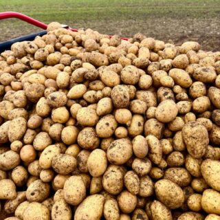 🍁🥔 PODZIMNÍ NABÍDKA NA NAŠEM STÁNKU – BRAMBORY, CIBULE, ČESNEK, BURČÁK A MNOHEM VÍC!

Přijeďte si k nám nakoupit vše, co k začátku podzimu patří. 🍂

🥔 Brambory na uskladnění – krásné, velké a především výborné! I přes letošní sucho se nám podařilo vypěstovat stejně kvalitní a velké brambory jako každý rok. 👌

🧅 Cibule na uskladnění
🧄 Česnek na uskladnění

💫 A s příchodem podzimu u nás najdete také:

🍂 originální podzimní dekorace
🌸 krásné vřesy a podzimní květiny
🍓 sazenice jahod
🫐 drobné ovoce
🌿 čerstvé bylinky
🌱 jarní cibuloviny
🎃 okrasné dýně

🍎🥕 Samozřejmě nechybí ani čerstvé ovoce a zelenina a spousta dalších dobrot – mléčné výrobky, uzeniny, sýry, pečivo, med, sirupy, mošty, vína a další.

🍇 A pro ty, kdo si rádi dopřejí sezónní speciality, máme vynikající burčák ze zámku Lobkowicz.

☕️ Návštěvu naší prodejny si můžete zpříjemnit kávou a zákuskem za pouhých 49 Kč, nebo se zastavte na naši fantastickou zmrzlinu U Kláštera v Doksanech 🍦🍓
Těšíme se na vás! 🍂

📍 Farmářská prodejna Doksany
🕒 Otevřeno denně 7:00–19:00
📞 +420 774 355 047