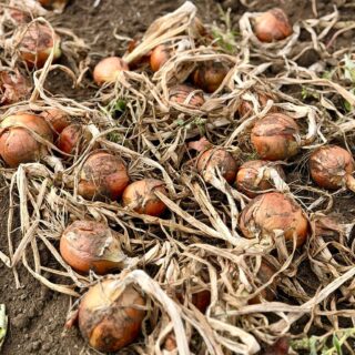 🧅🥔🧄 I TENTO VÍKEND POKRAČUJE SAMOSBĚR CIBULE A AKCE NA BRAMBORY A ČESNEK NA USKLADNĚNÍ!💥 CENA JIŽ OD 9,90 Kč/kg!

📅 Sobota 12.9. a neděle 13.9. 2026
⏰ 8:00–12:00

🧅 Samosběr žluté cibule – 12 Kč/kg
🥔 Brambory Bernina – AKCE 12 Kč/kg
Prémiová odrůda s vynikající chutí.
🧄 Česnek Rusák – AKCE 99 Kč/kg

🚗 Parkování u prodejního stánku.
💵 Platba při samosběru pouze v hotovosti.

📦 Minimální odběr brambor i cibule je 10 kg.
💥 Při odběru nad 100 kg cena 9,90 Kč/kg!

🌸 U stánku na vás čekají také vřesy, podzimní květiny, drobné ovoce a sazenice jahod.

🍎🥕 A jako vždy nechybí čerstvé ovoce a zelenina a další dobroty z naší nabídky.

🍇 Pro ty, kdo si rádi dopřejí sezónní speciality, máme vynikající burčák ze zámku Lobkowicz.

📍 Farmářská prodejna Doksany
🕒 Otevřeno denně: 7:00–19:00
📞 +420 774 355 047
