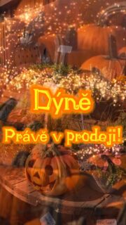 🎃🍁 U NÁS NA FARMĚ JE POŘÁD CO VYBÍRAT! 🍁🎃

Dýně všech tvarů a velikostí už jsou připravené, ale tím naše nabídka rozhodně nekončí. 🧡

🥔 Brambory na uskladnění od 14 Kč/kg
🧅 Cibule od 15 Kč/kg
🧅 Mix cibule – 150 Kč/balení
🧄 Česnek od 99 Kč/kg
🥬 Krouhárenské zelí – 12 Kč/kg

Najdete u nás květiny, dekorace, čerstvou zeleninu, ovoce i spoustu dobrot na váš stůl. 

Ať už jdete pro dýni na vyřezávání, zásoby na zimu nebo jen pro něco dobrého, stavte se u nás v Doksanech. 

📍 Farmářská prodejna Doksany
🕒 Otevřeno denně 7:00–19:00
📞 +420 774 355 047