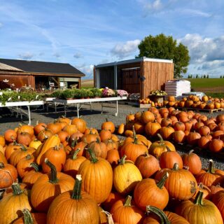 🎃🥔 KVALITNÍ ZBOŽÍ, SKVĚLÉ CENY A SPOUSTA DOBROT NA JEDNOM MÍSTĚ!

🥔 Brambory na uskladnění od 14 Kč/kg
🧅 Cibule od 15 Kč/kg
🧅 Mix cibule – 150 Kč/balení
🧄 Česnek od 99 Kč/kg
🥬 Krouhárenské zelí – 12 Kč/kg
🎃 Dýně – 17 Kč/kg

🍁 CO DALŠÍHO U NÁS NAJDETE?
🕯️ Dušičkové dekorace
🌸 Podzimní květiny
🎃 Okrasné dýně a dekorace pro váš domov

🧺 A k tomu široká nabídka poctivých dobrot:
🧀 Farmářské mléčné výrobky
🥓 Salámy a uzeniny
🐟 Rybí speciality a pomazánky
🍯 Med, sirupy, punče a BIO čaje
🍋 Exotické yuzu a chai latte
🥜 Čerstvé ořechy
🍎 Poctivé mošty
🥖 Každý den čerstvé pečivo

Pestrý výběr, výhodné ceny a rychlý, pohodlný nákup na jednom místě.

Těšíme se na vás! 🍁

📍 Farmářská prodejna v Doksanech
🕒 Otevřeno každý den 7:00–19:00
📞 774 355 047