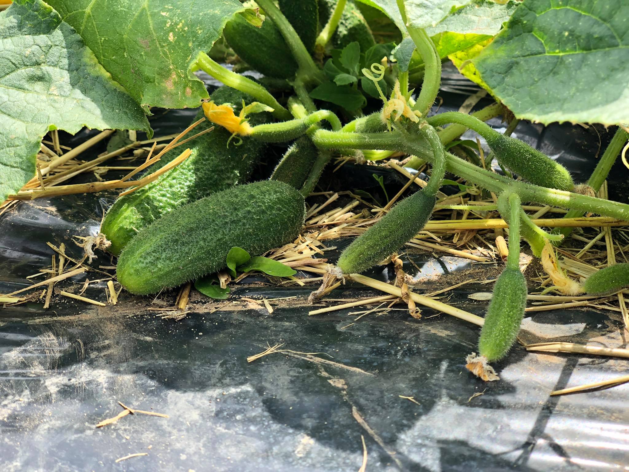 🥒 PŘIJÍMÁME OBJEDNÁVKY NA OKURKY NAKLÁDAČKY 🥒

Chcete si pochutnat na poctivých domácích kvašácích, sladkokyselých nebo pikantních okurkách? Objednávejte už nyní! 🌞

Přijímáme objednávky na okurky nakládačky přímo z našich polí – ručně sbírané, krásně křupavé a ideální na zavařování!

Cena 45Kč/Kg
Velikost: délka přibližně 8 -12 cm

Jak objednat?
🌐 Přes objednávkový formulář na webu:
www.farma-jahodarnabrozany.cz/objednavky
📞 Zavolejte na číslo +420 774 355 047
🛒 Osobně na našem stánku v Doksanech

Přijďte si pro ty nejlepší okurky a objevte kouzlo domácího zavařování!

📍 Farmářská prodejna Doksany
🕒 Otevřeno denně: 7:00–19:00
📞 +420 774 355 047