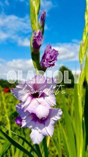 🌸 Gladioly – barvy léta. 🌸

Právě teď u nás najdete spoustu nádherných barev. Přijďte si vybrat ty, které vám udělají největší radost. 💐

📍 Farmářská prodejna Doksany
🕒 Denně 7:00–19:00
📞 774 355 047